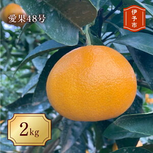 yӂ邳Ɣ[Łzy2026N3\z48 2kg L`2LTCY gvZXi _ ݂ Q lC ʌ s\ k ɗ\sbB169