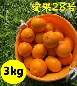 【ふるさと納税】愛果28号 3kg ご家庭用 みかん 愛媛 【2024年12月発送】 先行予約 数量限定 愛媛県産 人気 柑橘 伊予市｜B246