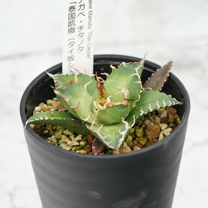 楽天市場】【ふるさと納税】アガベ・チタノタ「泰国凱撒（タイ版  