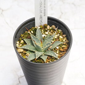 【ふるさと納税】アガベ・ユタエンシス「エボリスピナ」 3.5号鉢 四国ガーデン 人気 多肉植物 インテリア 観葉植物 グリーン リラックス｜B328