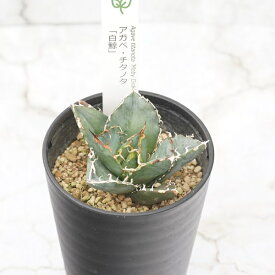 【ふるさと納税】アガベ・チタノタ　”白鯨”　 3.5号鉢 四国ガーデン 人気 多肉植物 インテリア 観葉植物 グリーン リラックス｜B331