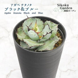 【ふるさと納税】アガベ・チタノタ「ブラック＆ブルー」4.5号鉢 四国ガーデン 人気 多肉植物 インテリア 観葉植物 グリーン リラックス｜E16