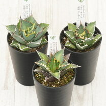 楽天市場】多肉植物 セット（種類（植物）アガベ）の通販