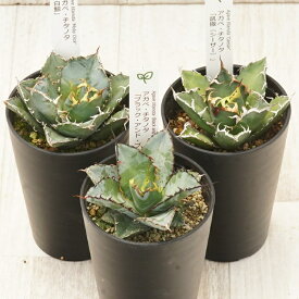 【ふるさと納税】多肉植物 インテリア アガベ チタノタ銘品3種 セット 3.5号鉢 白鯨 シーザー ブラック＆ブルー 四国ガーデン 人気 観葉植物 グリーン リラックス 伊予市｜D54