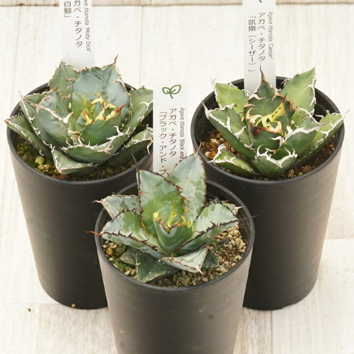 楽天市場】【ふるさと納税】多肉植物 インテリア アガベ チタノタ銘品3 