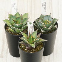 楽天市場】アガベ セットの通販