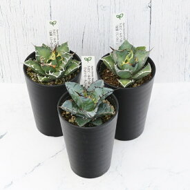【ふるさと納税】多肉植物 インテリア アガベ チタノタ銘品3種 セット 3.5号鉢 ブラック＆ブルー シーザー パンダ 四国ガーデン 人気 観葉植物 グリーン リラックス 伊予市｜D51