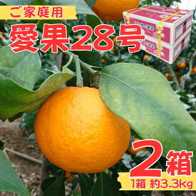 【ふるさと納税】訳あり 愛果28号 愛媛みかん 家庭用 【選べる容量3.3kg~13.2kg】 みかん 柑橘 果物 愛媛 フルーツ 愛媛のみかん えひめみかん 紅まどんなと同品種 蜜柑 マドンナ まどんな 愛媛果試28号【2025年12月から順次発送】