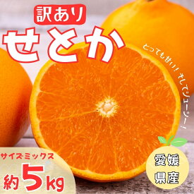 【ふるさと納税】【2027年先行予約】訳あり せとか 5kg ご家庭用 【2027年2月中旬以降発送予定】 みかん 人気 数量限定 愛媛 柑橘 伊予市｜B146