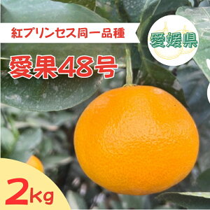 【ふるさと納税】【2026年3月発送予定】愛果48号 2kg L〜2Lサイズ 紅プリンセス同一品種 農園直送 みかん 愛媛 人気 数量限定 先行予約 柑橘 伊予市|B169