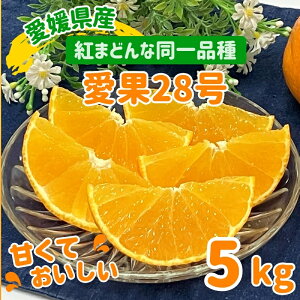 【ふるさと納税】愛果28号 紅まどんなと同一品種 温州みかん みかん 愛媛県産 【選べる内容】 2kg 5kg みかんセット <12月上旬から順次発送予定> 先行予約 数量限定 人気 柑橘 伊予市