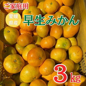 【ふるさと納税】早生みかん 3kg ご家庭用 農園直送 先行予約 【11月以降順次発送予定】 愛媛 数量限定 愛媛県産 人気 柑橘 伊予市| A99