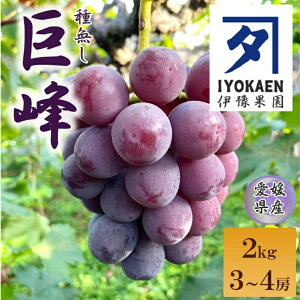 【ふるさと納税】種なし巨峰 約2kg 【2026年先行予約・2026年8月から順次発送予定】 ぶどう 葡萄 果物 愛媛 人気 伊豫果園 伊予市|B389