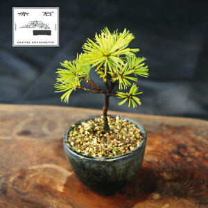 yӂ邳Ɣ[Łz Ԑ΂̐ ԐΌܗtiAj F-144yizyznz