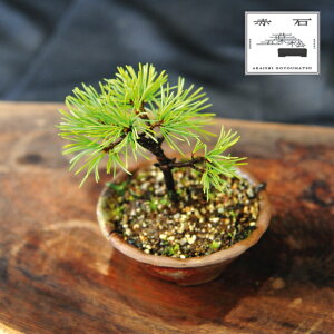 yӂ邳Ɣ[Łz Ԑ΂̐ ԐΌܗtiAj F-141yizyznz