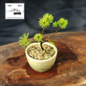 yӂ邳Ɣ[Łz Ԑ΂̐ ԐΌܗtiAj F-142yizyznz