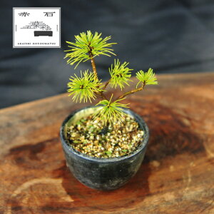 yӂ邳Ɣ[Łz Ԑ΂̐ ԐΌܗtiAj F-143yizyznz