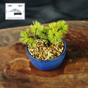 yӂ邳Ɣ[Łz Ԑ΂̐ ԐΌܗtiAj F-146yizyznz