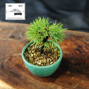 yӂ邳Ɣ[Łz Ԑ΂̐ ԐΌܗtiAj F-147yizyznz