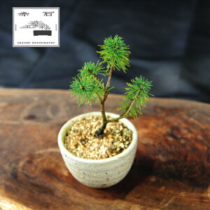 yӂ邳Ɣ[Łz Ԑ΂̐ ԐΌܗtiAj F-148yizyznz