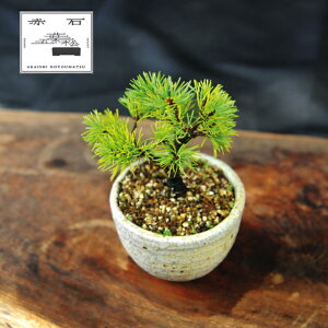 yӂ邳Ɣ[Łz Ԑ΂̐ ԐΌܗtiAj F-145yizyznz