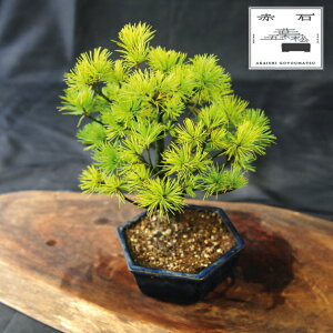 yӂ邳Ɣ[Łz Ԑ΂̐ ԐΌܗtiAj I-28yizyznz