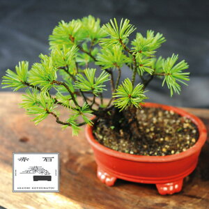 yӂ邳Ɣ[Łz Ԑ΂̐ ԐΌܗtiAj I-29yizyznz