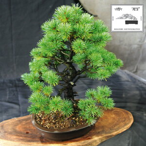 yӂ邳Ɣ[Łz Ԑ΂̐ ԐΌܗtiAj E-25yizyznz