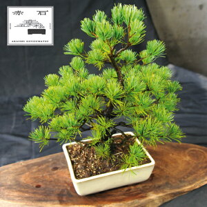 yӂ邳Ɣ[Łz Ԑ΂̐ ԐΌܗtiAj E-26yizyznz