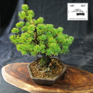 yӂ邳Ɣ[Łz Ԑ΂̐ ԐΌܗtiAj D-12yizyznz