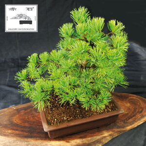 yӂ邳Ɣ[Łz Ԑ΂̐ ԐΌܗtiAj D-11yizyznz