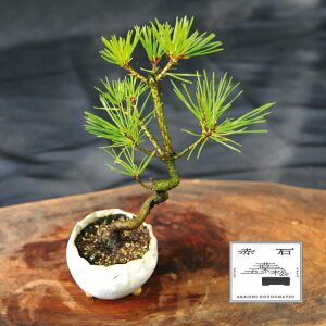 yӂ邳Ɣ[Łz Ԑ΂̐ iAj S-23yizyznz