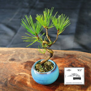 yӂ邳Ɣ[Łz Ԑ΂̐ iAj S-24yizyznz