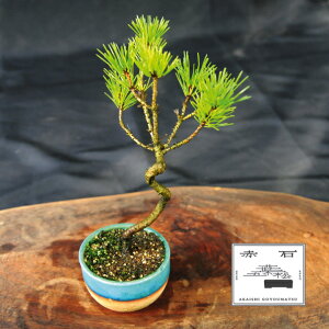 yӂ邳Ɣ[ŁzԐ΂̐  iAj S-25yizyznz