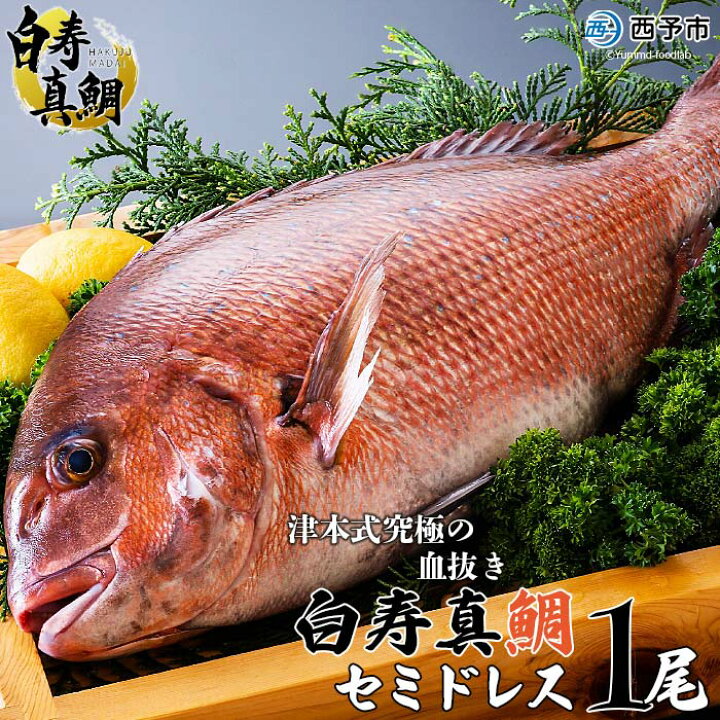 楽天市場 ふるさと納税 津本式究極の血抜き 白寿真鯛 セミドレス 1尾 約1 5kg 1か月以内に順次出荷します 鯛 真鯛 活〆 尾頭付き 養殖 特産品 魚 お祝い 内祝い 赤坂水産 愛媛県 西予市 冷蔵 愛媛県西予市 楽天市場 ふるさと納税 津本式究極の血抜き 白寿真鯛 セミドレス 1尾 約1 5kg 1か月以内に順次出荷します 鯛 真鯛 活〆 尾頭付き 養殖 特産品 魚 お祝い 内祝い 赤坂水産 愛媛県 西予市 冷蔵 愛媛県西予市