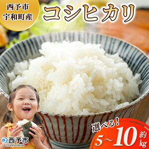 yӂ邳Ɣ[ŁzVāߘa7NY RVqJ 5kg/10kg \sFaY Iׂ 5L 10L   Ђ   R  Fa V ܂  ͂ CX  