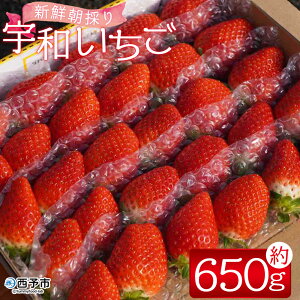 yӂ邳Ɣ[Łz_ƌI VN̂ Fa 1i650gjC`S  ʕ t[c  Xgx[    񂿂_ Q \sy①zw2026N2