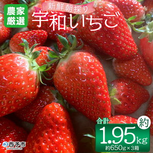 yӂ邳Ɣ[Łz_ƌI VN̂Fai650g×3j C`S  ʕ t[c  Xgx[    񂿂_ Q \sy①zw2026N2
