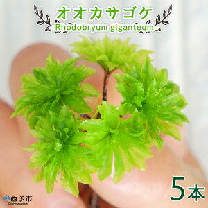 yӂ邳Ɣ[ŁzIIJTSP [Rhodobryum giganteum] ۃeEplH͔|i 5{pbN1ȓɏoׂ܂B RP eE CeA K[fjO | O[  A