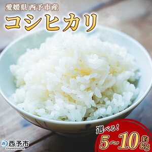 yӂ邳Ɣ[ŁzVāߘa7NY Q\sY RVqJ 5kg / 10kg  R     VN 5L 10L Iׂ Y QY FaY Ђ Yi Ƃ_ Q