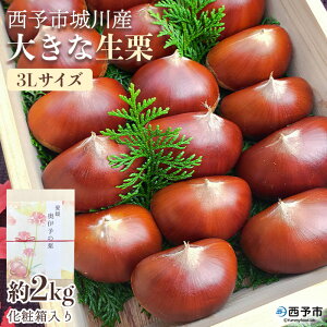 yӂ邳Ɣ[ŁzyʌE915z\sY 傫ȐI 3LTCY 2kgiϔj   嗱 } ĂI I u Yi j[NGXg Q \