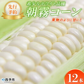 【ふるさと納税】【先行予約】＜朝霧（あさぎり）コーン 12本＞ 国産 雪の妖精 ホワイトコーン 白い 白 とうもろこし 幻のとうもろこし 生で食べられる 甘い 糖度が高い 朝霧コーン 野菜 株式会社ノムランド 愛媛県 西予市【冷蔵】『2026年7月より順次出荷予定』
