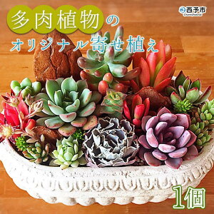 多肉植物 寄せ植え プレゼントの人気商品 通販 価格比較 価格 Com
