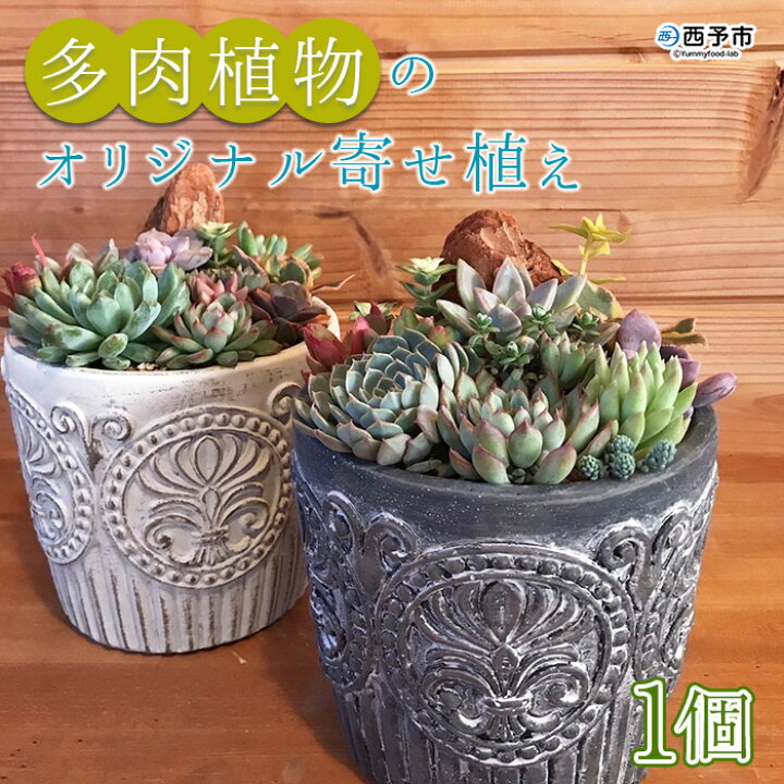 楽天市場 ふるさと納税 多肉植物のオリジナル寄せ植え 約10種類 1ヵ月以内に順次出荷します 鉢植え インテリア ガーデニング おしゃれ グリーン 観葉植物 One Jack 送料無料 無くなり次第終了 愛媛県 西予市 常温 愛媛県西予市