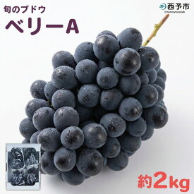 【ふるさと納税】先行予約＜旬のブドウ「ベリーA」約2kg＞ 果物 フルーツ ぶどう 葡萄 甘い おいしい 期間限定 季節限定 食べて応援 特産品 愛媛県 西予市【冷蔵】『2026年8月中旬から9月上旬迄に順次出荷予定』