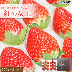 【ふるさと納税】＜いちご 紅の女王 500g(250g×2パック)＞ 西予市宇和町産 果物 苺 イチゴ フルーツ 食べて応援 特産品 苺園 frago 愛媛県 西予市 【冷蔵】『2023年11月下旬～2024年5月末迄に順次出荷予定』