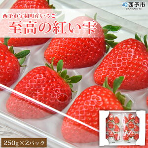 yӂ邳Ɣ[Łz ̍g 500g(250g×2pbN) \sFaY ʕ  C`S t[c Hׂĉ Yi 񂿂 Q \s y①zw2025N12{`2026N5