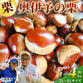 【ふるさと納税】＜奥伊予の栗 2L～4L（約1kg～4kg）＞ 選べる内容量 サイズ 大玉 大粒 プレミア 大きい 甘い 生栗 和栗 マロン くり 和栗 栗ごはん 栗きんとん 甘露煮 国産 産地直送 城川ファクトリー 愛媛県 西予市【冷蔵】『2026年9月中旬～10月上旬に順次発送予定』