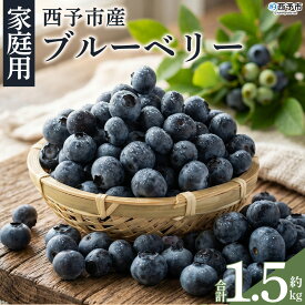【ふるさと納税】＜愛媛県西予市産 ブルーベリー ご家庭用 合計約1.5kg＞『7月下旬〜8月迄に順次出荷予定』訳あり 果物 フルーツ くだもの 生ブルーベリー 旬 フレッシュ 甘酸っぱい 実 ヨーグルト ご自宅 お取り寄せ 国産 デザート 宇都宮物産 愛媛県 西予市 【冷蔵】