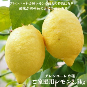 yӂ邳Ɣ[ŁzA[J탌2.5kgƒp TCYC { _  lC ʌ s\ k Q݂ 񂫂 Y Q Yn t[c ʕ 